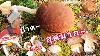 งามโพดโพกับป่าเห็ดผึ้งหว๊าน-หวาน / เห็ดปลวกฝรั่งขาใหญ่ 😍 7.9.2021 🇫🇮