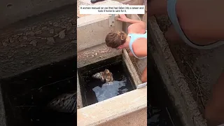 Moments of Animals Being Rescued and Loved #rescue #animals #animalrescue #animalshorts #love