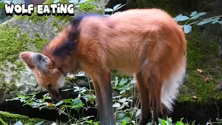 Maned Wolf Eating