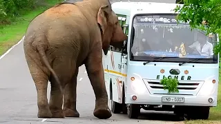 "A Terrifying Journey Through the Road of #Wild #Elephants in Sri Lanka | Real #Jungle #Encounter"