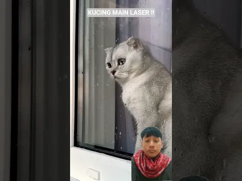 KUCING MAIN LASER ‼️ #fyp #reaction #shortsviral
