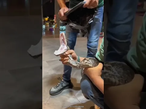 Berapa Banyak Gigi yang Dimiliki Ular?