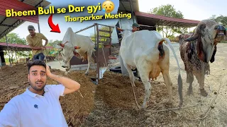 Tharparkar Gaay Ki Meeting🐂😰गाय भाग गई🤯