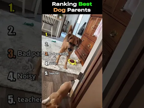 Ranking Funniest Dog Parent Clips