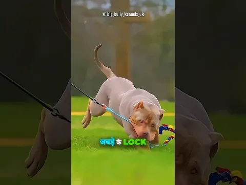 Kawasaki Ninja H2R Vs Pitbull 😈