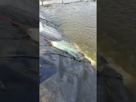 Pescando Millones de Camarones