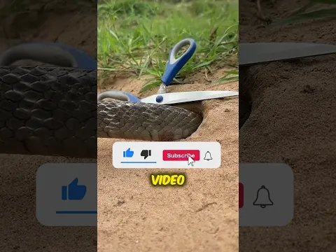 Esta trampa para serpientes es extrema😨