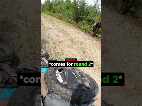 Biker Encounters Moose On Trail...