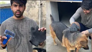 German Shepherd grooming |  Best comb for grooming?