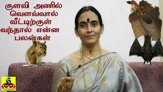 குளவி அணில் வௌவால் வீட்டில் வருவதன் பலன் | #Reason wasp Squirrels and bat comes into the house