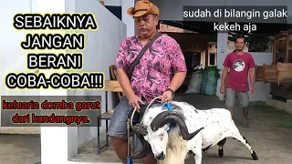 PAMAN NYOBA KELUARKAN DOMBA GARUT GALAK DARI KANDANGNYA, APA YANG TERJADI!?