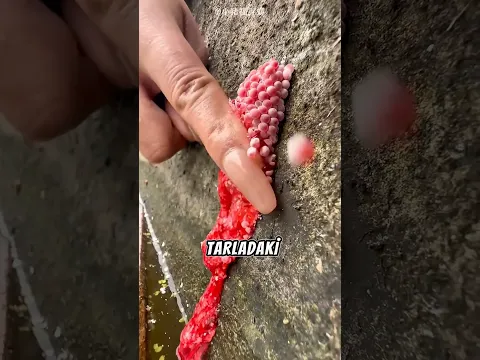 Bu Kırmızı Şeyler Aslında Çok Tehlikeli! 🍇 #shorts
