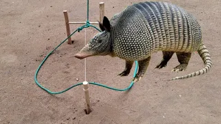 Armadilha de tropeço para pegar animais tatu paca Cotia capivara javali-sobrevivência na selva