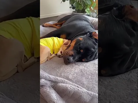 Chihuahua and Rottweiler are the best entertainment| Chihuahua videos | Rottweiler video #shorts