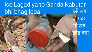 How to ise Laga diya Ladha hua bhi Jaiga Age ga. kabutar udane ka khel pani. #Golekabutar.