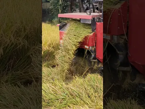 Automated Rice Harvesting machine #shorts #amazing #machine #harvesting