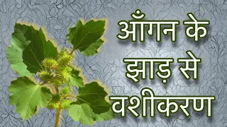 जंगली पौधे से बनाये चमत्कारी वशीकरण यंत्र एक दिन में #vashikaran #tantra #वशीकरण #vashikaranmantra