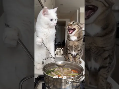 Even cats forget things sometimes. | เป็นแมวก็หลง ๆ ลืม ๆ กันได้บ้าง