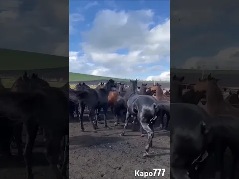 FIGHT OF BEAUTIFUL HORSES #animals #duet #respecta #horse #shortsvideo #rekk #cow #rek #shortsfeed