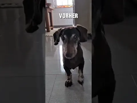Fellness Behandlung  #dogshorts #dog #dogs #boneshands #massage #therapy #dachshund #dackel #hund