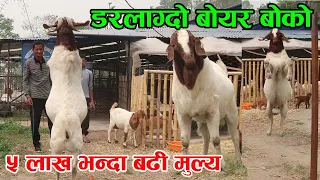 अण्डा र दुध खाएर सानसँग खोरमा एक्लै बस्छ ‘गमे’ नामको बोयर बोको, १०० प्रतिशत बोयर  │Nepal Chitra