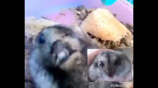 2017 Diddy blud 67 hamster part 2