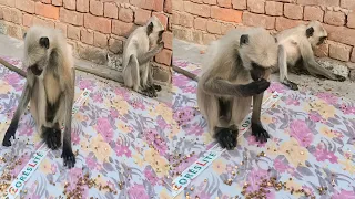 Amazing Monkey Videos | Bandar Animal Fun | Cute & Funny Monkey Moments