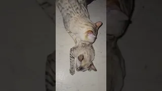 Bosi und Bibi