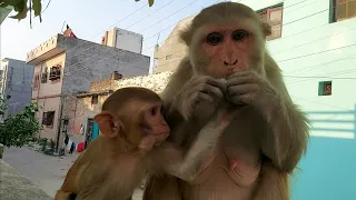 monkey eating food | monkey baby | Desi bandar | manki video