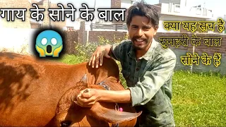 सुनहरी के बाल सोने के बन गए | sunehri Krishna ki gaay | 😱🤯
