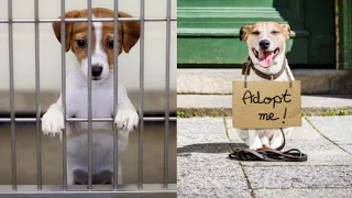 Adopt Don't Buy