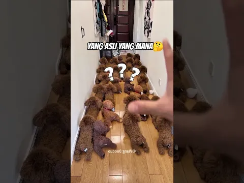 Cari Doggy Asli, Susah Banget! 😱#shortvideo