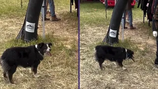 🚨 Humano Malvado, Yo Solo Quería Jugar 🐶🥢