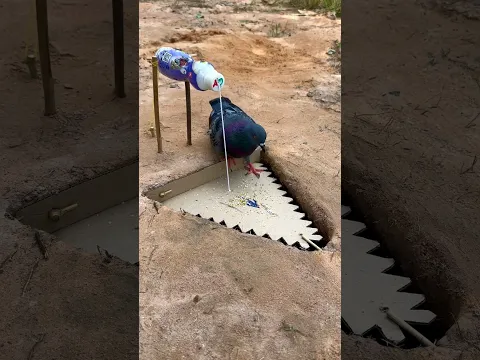 easy pigeon bird trap using paper & plastic bottle #youtubeshorts