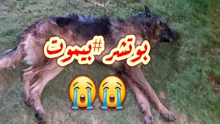 الكلب سقط فى لحظه 😭 بدون اسباب بوتشر #بيموت 😱😱