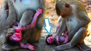 Wow!! Mom Baloon trying to stop breastfeeding milk her baby. Pitiful a little baby monkey