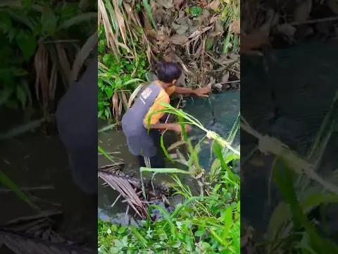 Iseng pasang prangkap bareng kawan-kawan, gila hasilnya😳 #69  #KOOKIKO