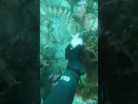 Feeding a sea urchin to a WOLFFISH #spearfishing #freediving #wolffish #seaurchins