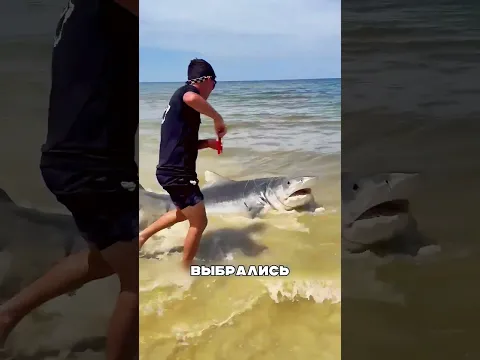Паника на ПЛЯЖЕ обернулась милосердием 😨🌊🦈