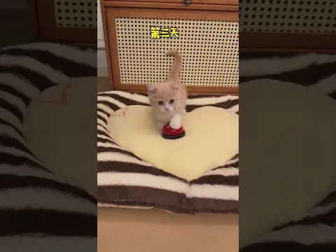 猫咪:服务员,我要吃零食! #小奶猫的成长日记 #万物可爱计划 #猫咪日常