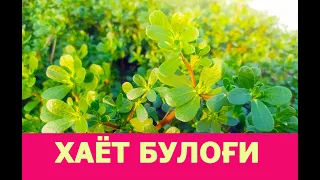 НАШЛИ ЭЛИКСИР ЖИЗНИ