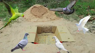 Underground Unique Animal Trap Using Paper Box And Show You How Trap Work | Creative Bird Trap Easy