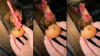 Chicken Eats Egg