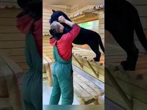 a baby cub turn into a black panther 😯😲