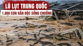 Trung Quốc rúng động vì lũ: gần 1.000 con rắn độc sổng chuồng bò khắp nơi