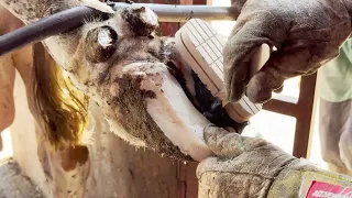 NAILS STUCK in poor COW'S HOOFS 🐄  | Hoof Healers