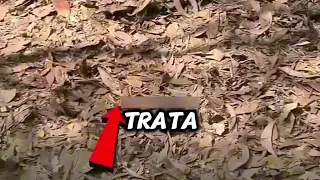 El túnel más mortal de Vietnam EN VIVO 😯