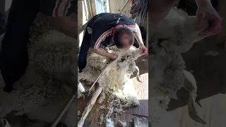 Check out this Stud Ram 🐏 (Full Video)