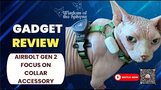 AIRBOLT Gen 2 GPS Review: Harness vs Collar (Sphynx) 