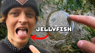 Saving Sea Animals | I Tasted a Jellyfish